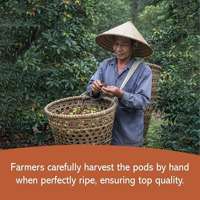Farmer wearing traditional conical hat hand-harvesting ripe star anise pods in lush orchard