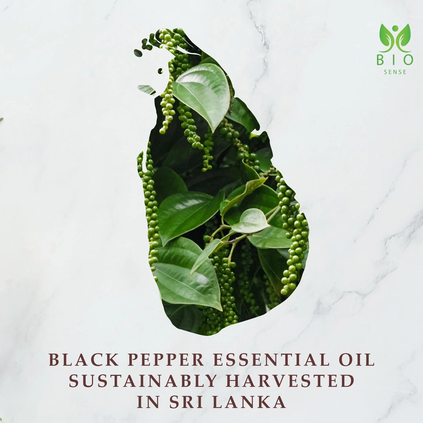 Green black peppercorns and leaves inside Sri Lanka map outline with Bio Sense logo on marble background