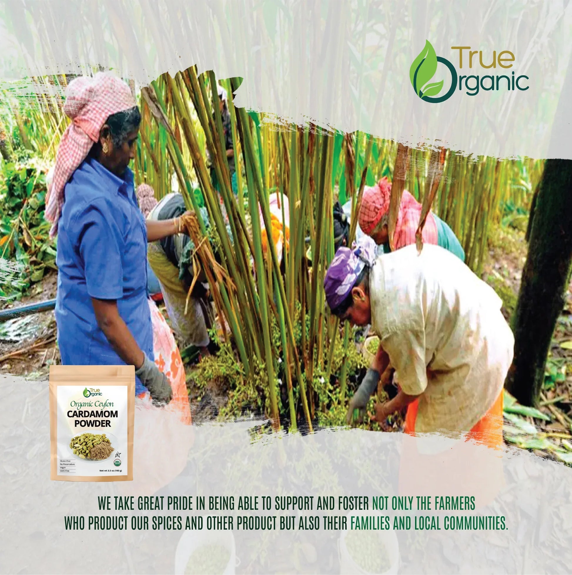 Farmers harvesting cardamom plants in a lush green field with True Organic branding and cardamom powder packaging