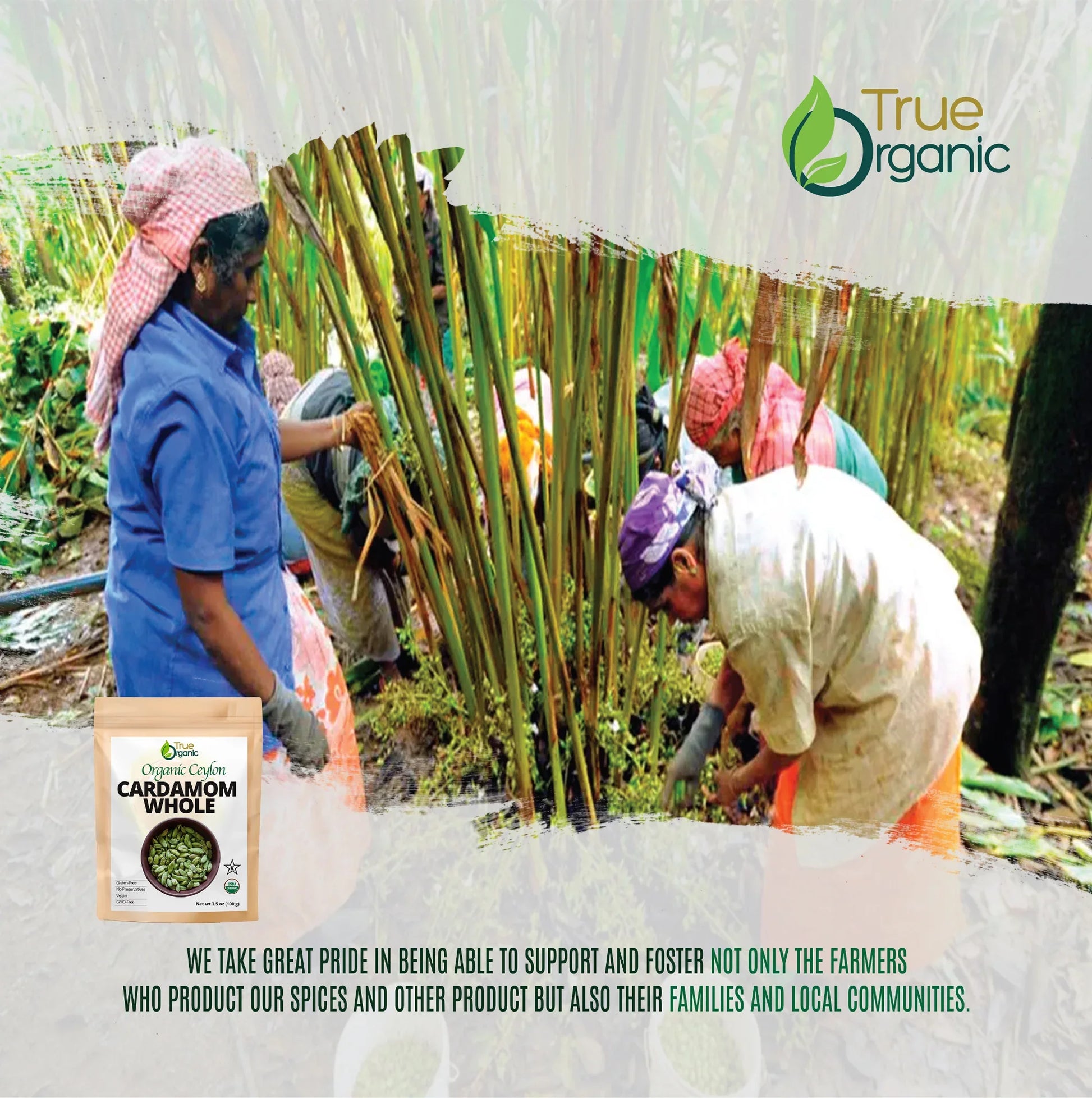 Organic cardamom farmers harvesting green cardamom pods in lush plantation for True Organic spices