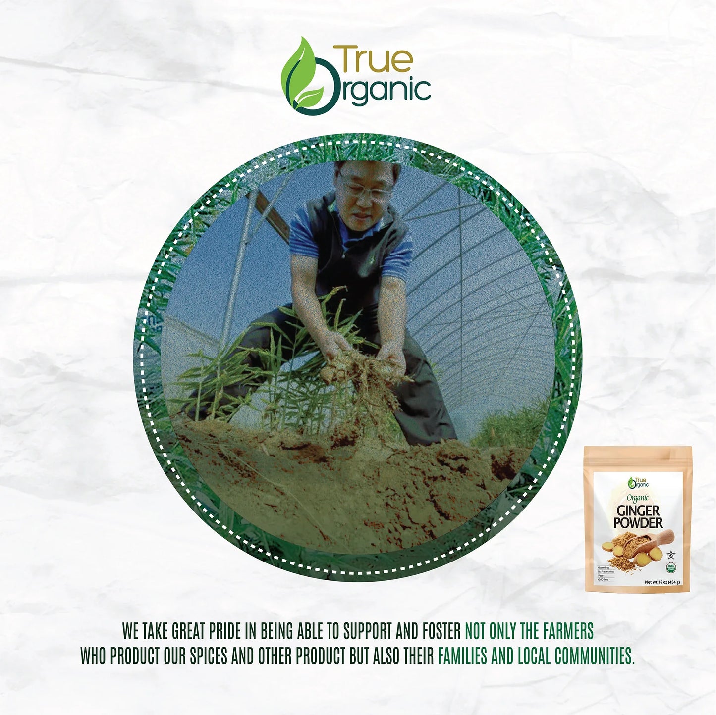 Farmer harvesting organic ginger roots in greenhouse for True Organic ginger powder product
